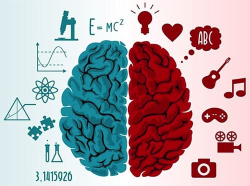 Emisferisos del cerebro